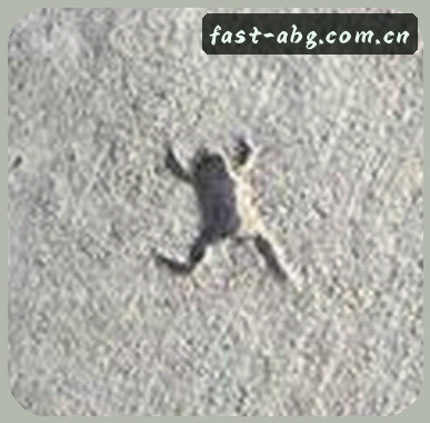 郑雅